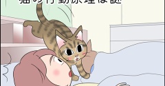 あんこ＆麦2339 猫の行動原理は謎