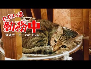  2026.9.30【Cat Live Stream】看板猫かもめの『ただいま勤務中』