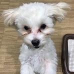 千葉県習志野市幕張にあるペットショップワンラブ カインズ幕張店のスタッフブログ
