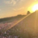 5月のクローバー （詩的エッセイ）