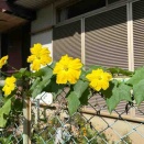 3月18日　ヘチマたわし完成