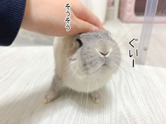 うさぎのルリ(3/9追記)