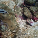 水が苦手な50男の海日記