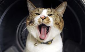 ありがとう、愛猫とらの命日
