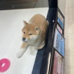 名古屋市 北区 ペットショップ ワンラブ NEWクロスタウン店ブログ