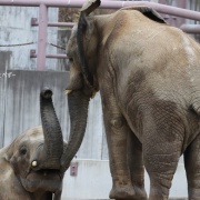 砥愛ちゃん！お姉ちゃんの頭は跨ぐもんじゃありません！