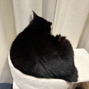 【猫写真】アゴ置きはあったほうがいい