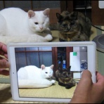 基地　ゆずきよ