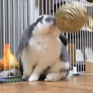 うさぎ式トレーニング？