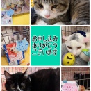 昨日は秘密結社ねこのひげ譲渡会。