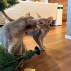 クリスマスツリーを出しました