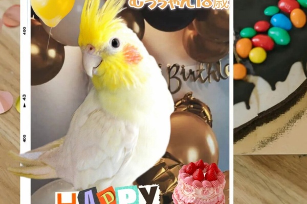 PBFDそらちゃんと☆あむしろインコ日記☆ - お誕生日♪