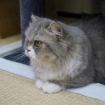 猫カフェ ねこまんまBlog