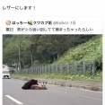 【悲報】山ガール、クマに論破されて死亡🧸