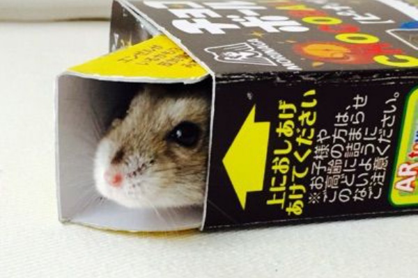 好きなこと ハムスター