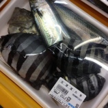 『【高千・外海府】「離島経済新聞」フォトコンテスト』の画像