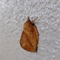 御殿場市でタケカレハを確認
