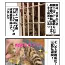 70gの命 花火 臍ヘルニア手術