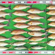 2026年4月22日　釣果