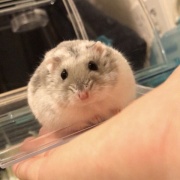 悲報 ワイのハムスター 太りすぎてハウスにハマって出られない それな速報