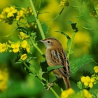 『投稿：「BORG107FLによる花がらみの小鳥たち」2024/04/11』の画像