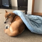 まめしば日和（コテツとソラ）