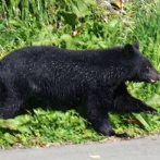 本州で唯一クマがいない〇〇県に観光客殺到！！「ここ十数年、捕獲数はゼロ。今後も生息する可能性はかなり低い」