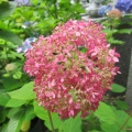 大慈寺の紫陽花　2