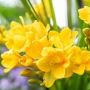 2026/02/01　2月3月大会＆ショー情報