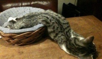 【画像】猫って液状なのか????