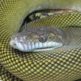 『【新入荷】ネシアンパイソン入荷』の画像