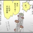 亜熱帯でしいたけは生えるか