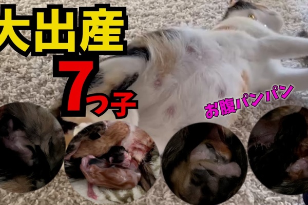 Youtubeどうぶつ動画まとめch 22