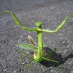 虫を触れない20代男性は8割に迫る　若者の昆虫離れが深刻