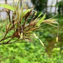 120年に一度の花が咲いた黒竹は完全に枯れるのか…それとも？