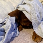 カーディガンの中の住人