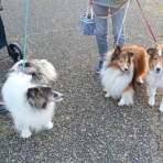 ボルゾイな生活