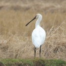 出水のヘラサギ Eurasian Spoonbill