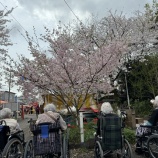 『国分寺花祭り🌸前編🌸』の画像