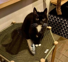 Muddy Cat 定期便 12/9〜12/13・泥猫倶楽部再開しました