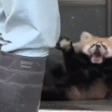 逃げろ！！ここはかわいい動物GIFスレだぎゃああああああ！！！！