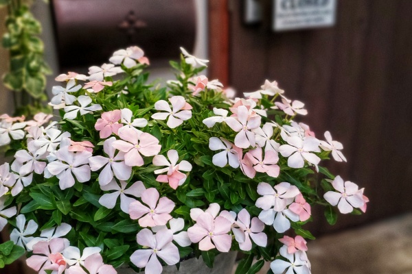 ピーチミルク色 しだれ咲き ニチニチソウ 満開 Hana Obake 寄せ植え ギャザリング教室