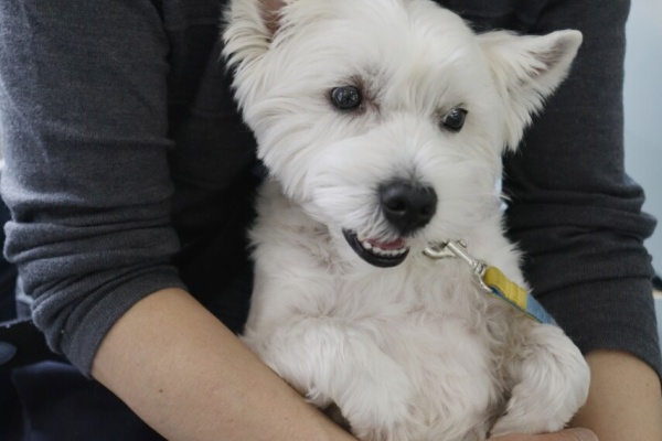 たかシェフのおうちごはん と 白い犬 と チワワ Powered By ライブドアブログ