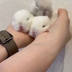 うのくらし