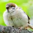 スズメ、１５年間で４０％減。絶滅危惧種相当の減少率