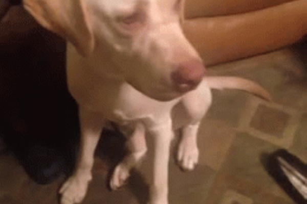 おもしろgif画像の館