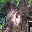 越谷アリタキ植物園へ①(2026年8月)