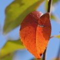 花梨の紅葉