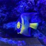 猫吉の海水魚日記