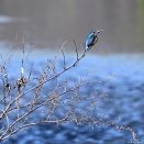 野川のカワセミ　カワセミ 019